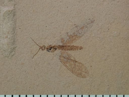 undet. Tipulidae