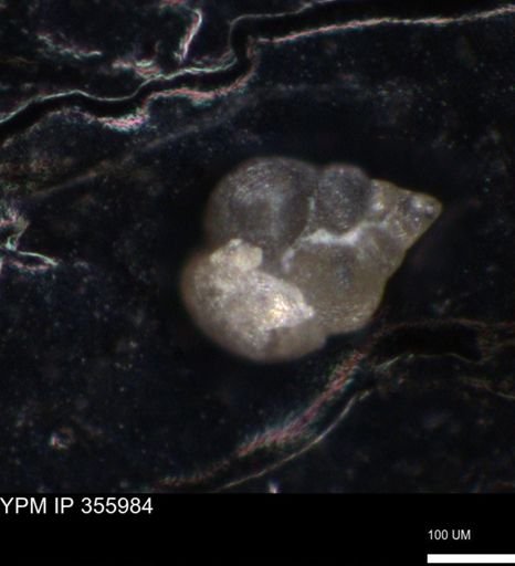 undet. Foraminiferida