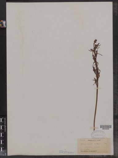 Habenaria hookeri