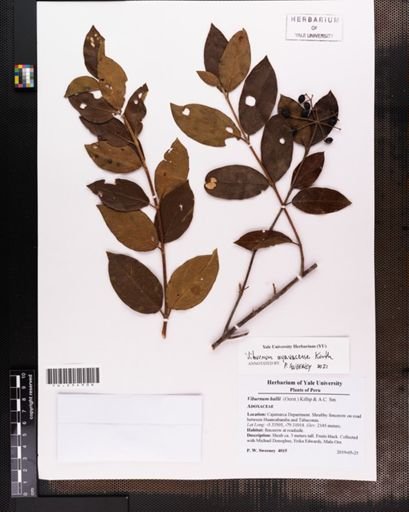 Viburnum hallii