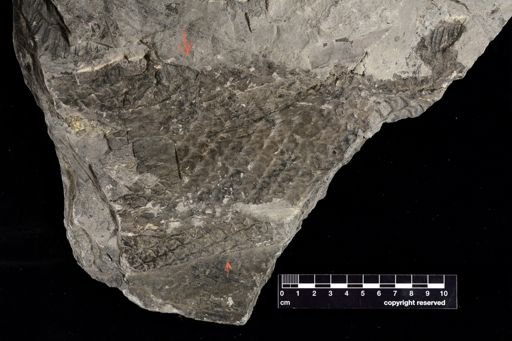 Lepidodendron sp.