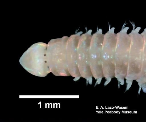 Arabella iricolor