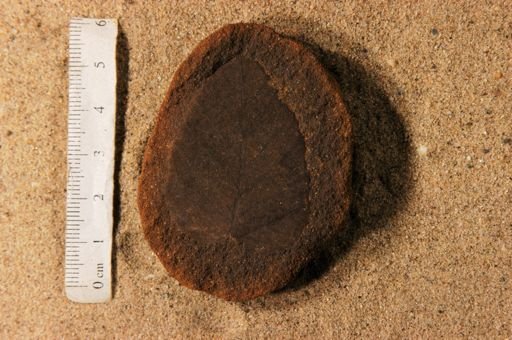 Betulites westii latifolia