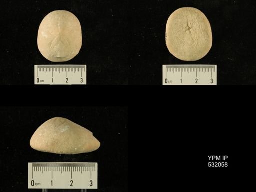 Rhyncholampas gouldii