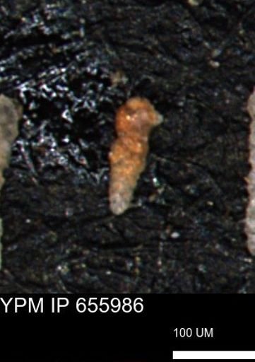 Verneuilinoides kansasensis