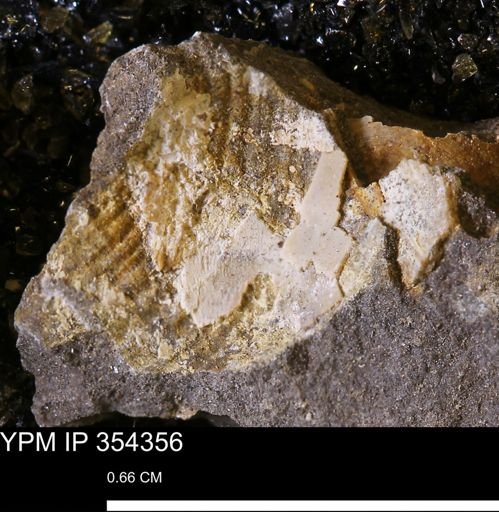 undet. Bivalvia