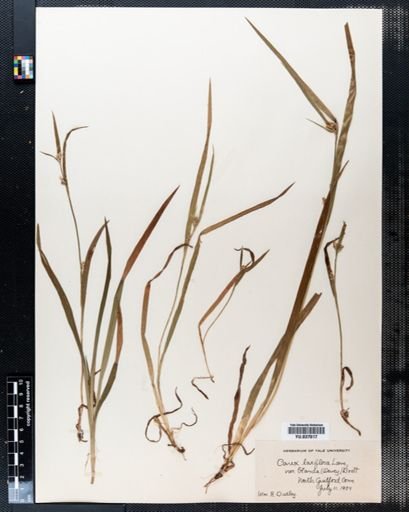 Carex laxiflora