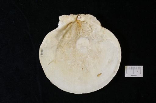 Entobia sp.; borings on pectin; small