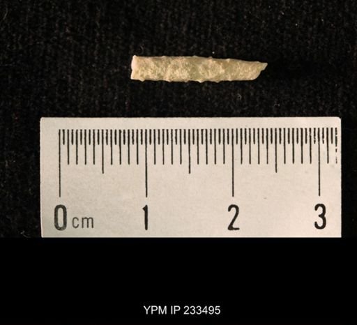 Archaeocidaris sp.