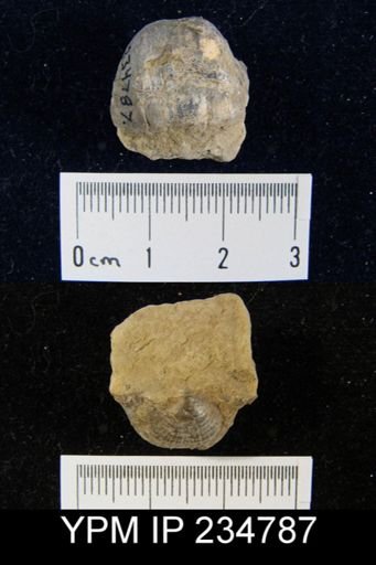 Marginifera splendens
