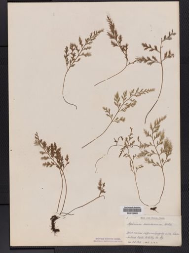 Asplenium montanum
