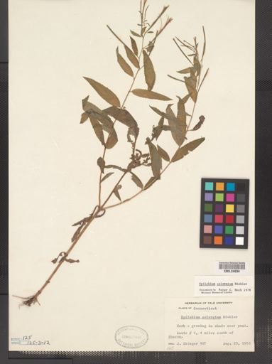 Epilobium coloratum