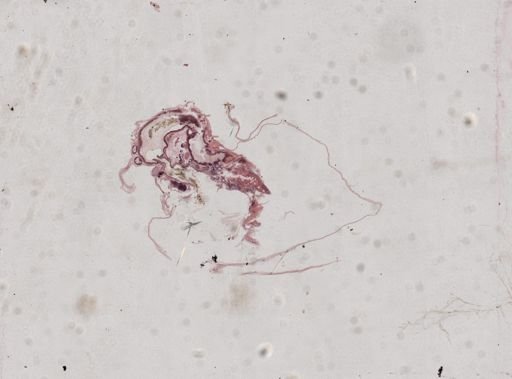 Daphnia