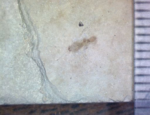 Hemiptera?