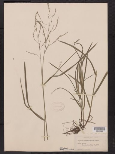 Glyceria striata