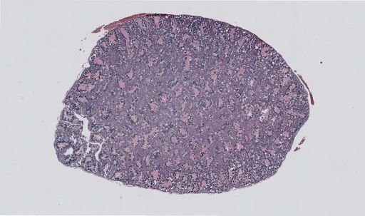 Rana clamitans