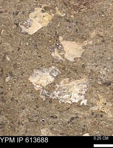 Scaphites sp.