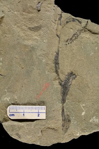 Psilophyton sp.