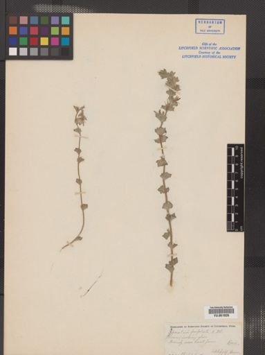 Legousia perfoliata