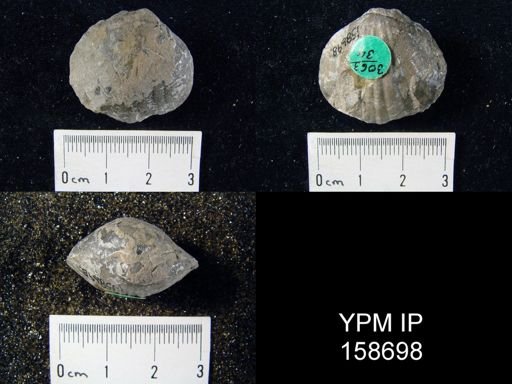 Parastrophia lenticularis