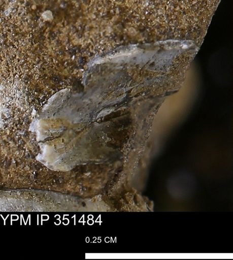 undet. Bivalvia