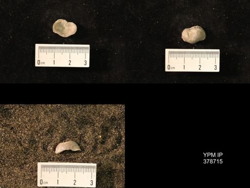 Marginifera wabashensis
