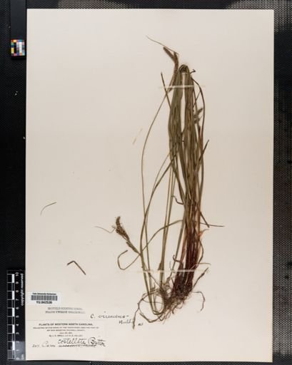 Carex virescens