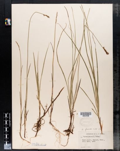Carex foenea