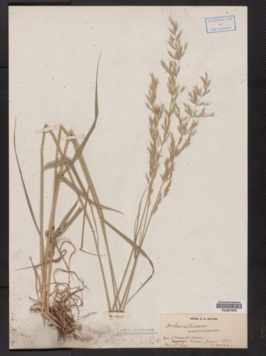 Arrhenatherum avenaceum
