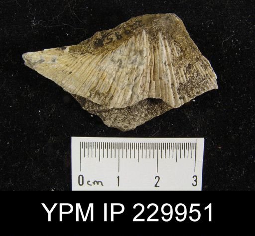 Neospirifer sp.