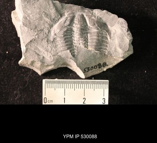 Elrathia kingi