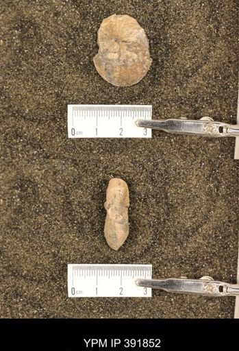Scaphites whitfieldi