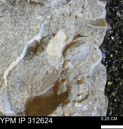 undet. Bivalvia