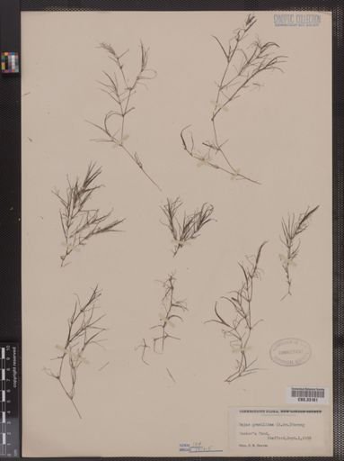 Najas gracillima