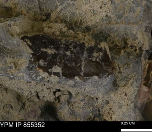 Baculites sp.