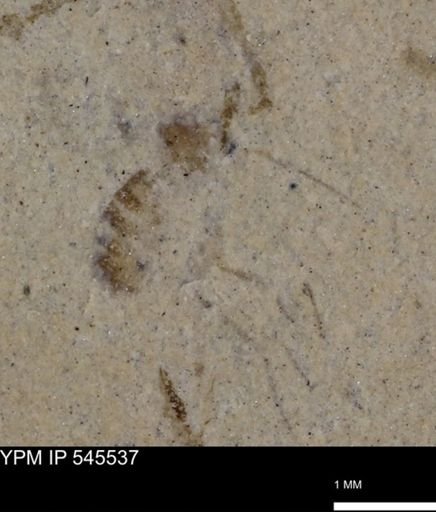undet. Insecta
