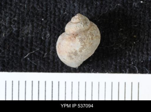 Viviparus montanaensis