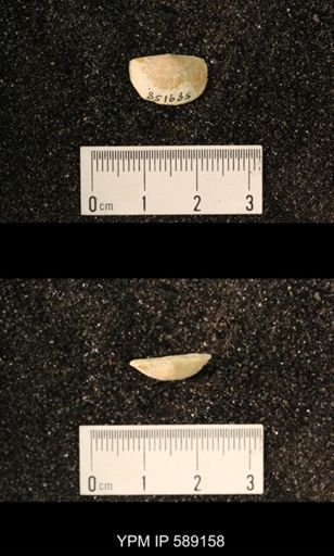 Sowerbyella sp.