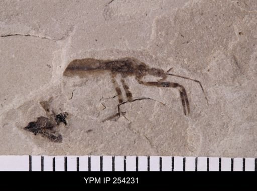 Reduviidae