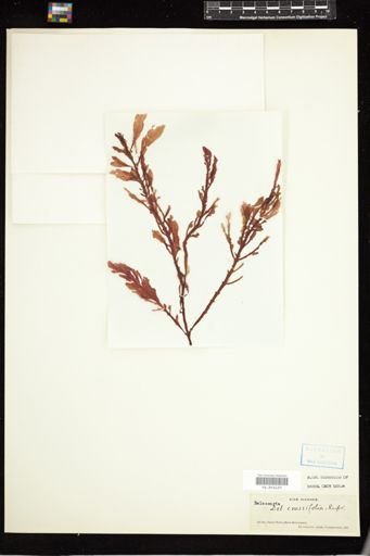 Delesseria crassifolia