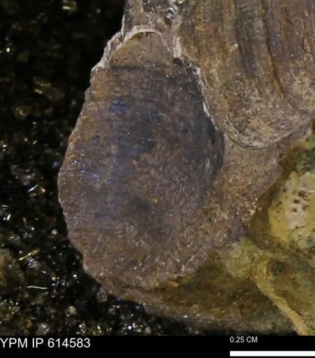 Limopsis striatopunctatus
