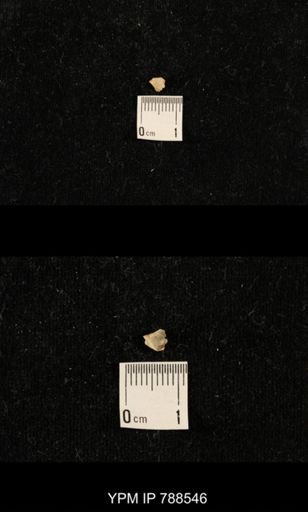undet. Brachiopoda