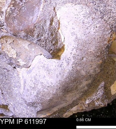 undet. Bivalvia