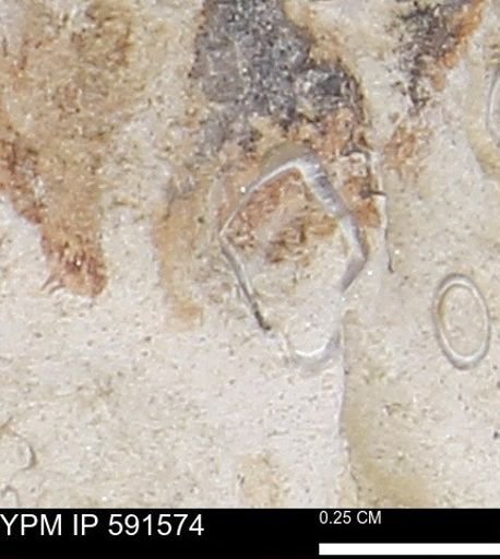 Serpulidae