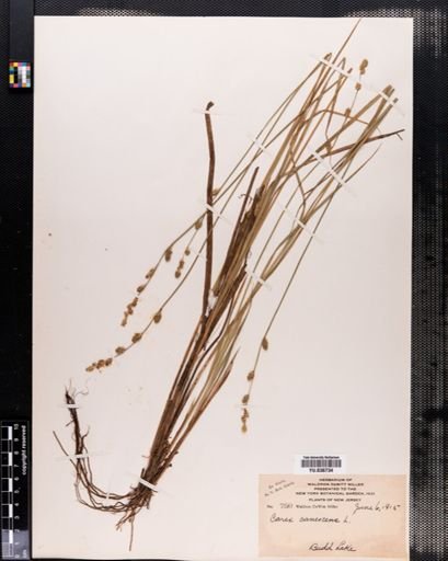 Carex canescens