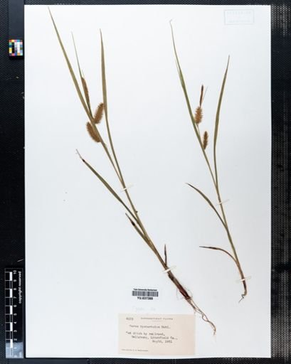 Carex hystericina