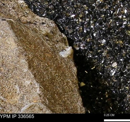 undet. Mollusca
