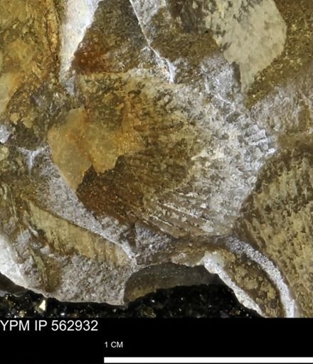 Oxytoma (Hypoxytoma) sp.