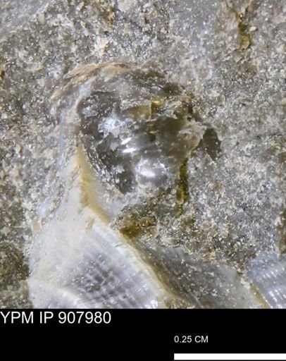 undet. Mollusca