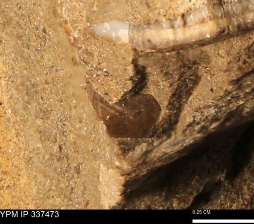 undet. Mollusca